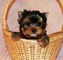 Cachorro cruce yorkshire terrier - Foto 1