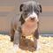 Cachorros American Pitbull Terrier - Foto 1