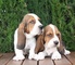 Cachorros basset hound