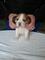 Cachorros beagle - Foto 1