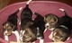 Cachorros beagle para la adopcion