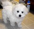 Cachorros bichon frise venta