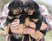 Cachorros rottweiler a la venta de mujeres y hombres