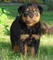 Cachorros Rottweiler Excelentes FCA Criadero Mis Retoños - Foto 1