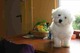 Camada bichon frise