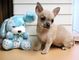 Chihuahuas para adopcion - Foto 1