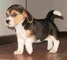 Criador vende 2 cachorross raza beagle
