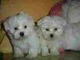 Dos adorables cachorros bichon maltes en necesidad de adoptar aho - Foto 1