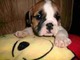 Espectaculares cachoros bulldog ingles - pura garantizada - Foto 1
