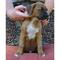 Excelente boxer cachorro para adopcion