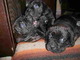 Excelentes cachorros Cane Corso - Foto 1