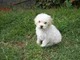 Frensh poodle en venta