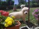 Golden retriver - Foto 1