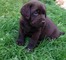 Hermoso macho negro labrador en adopción