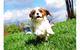 Hermoso macho y hembra cachorros cavalier king charles spaniel