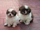 Hermosos Cachorros Shih Tzu - Foto 1