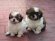 Hermosos cachorros shih tzu