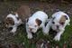 Inglés bulldog cachorros en venta