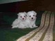 Maltese cachorros en venta