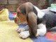 Pendiente cachorros basset hound macho y hembra para la adopción - Foto 1