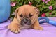 Precioso cachorro bulldog inglés para un hogar encantador - Foto 1