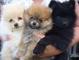Preciosos cachorritos de Pomerania - Foto 1