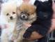 Preciosos cachorritos de pomerania