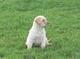 REGALO adorabile Labrador retriever pupies per ADOZIONE - Foto 1