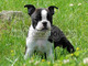 Se vende cachorro Boston Terrier - Foto 1