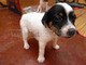 Se vende cachorro Fox Terrier hembra o macho en Medellín con envi - Foto 1