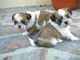 Shih tzu excelentes