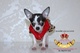 Tienda Canina Online. Vestimos Perros - Foto 1