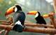 Toco toucan (ramphastos toco pareja en adopción