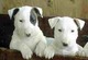 Vendo bullterrier bebe