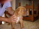 Vendo cachorros dogo de burdeos