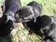 Vendo cachorros ovejero belga - Foto 1