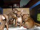 Vendo perritos pinscher miniatura