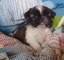 Venta de lindos cachoros shih tzu y pincher - Foto 1