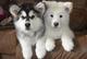 Alaskan malamute cachorros para adopción