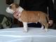 Cachorros american staffordshire terrier - Foto 1