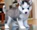 Cachorros de Husky siberianos necesitan un buen hogar - Foto 1