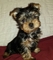 Cachorros de yorkshire terrier, yorkis - Foto 1