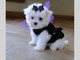 Cachorros miniatura bichon maltes