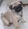 Cachorros pug carlino macho y hembra