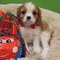 Cavalier king charles(gratis)