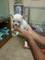 Chihuahua para la adopcion - Foto 1
