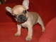 Disponemos de camada de bulldog frances