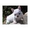 Excelente camada,cachorros machos y hembras bulldog ingles