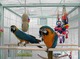 Hablar par de azul y oro guacamayo loros para la venta - Foto 1