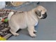 Impresionantes cachorros Pug genuino - Foto 1